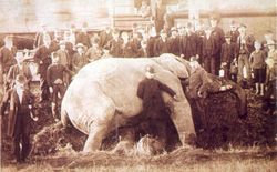 Jumbo's Tragedy