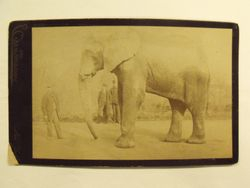 Cabinet Card