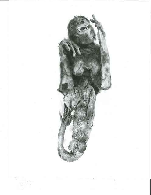 Fejee Mermaid
