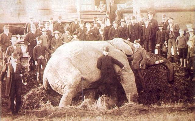 Jumbo's Tragedy