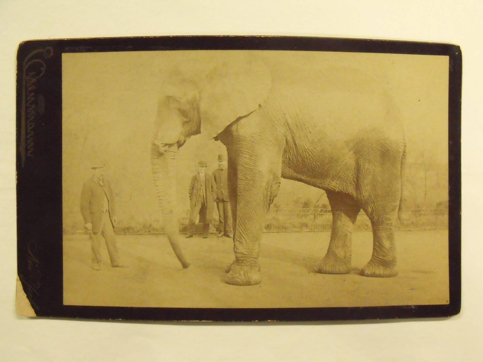 Cabinet Card